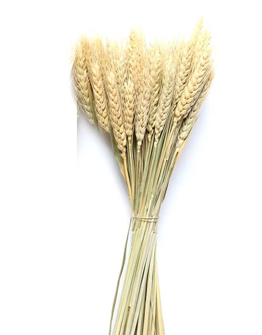 100 יח’ שיבולים לקישוט בגוון טבעי